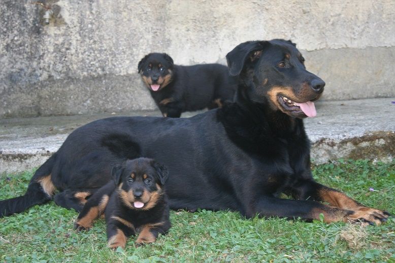 Chiot Berger de Beauce du domaine du Bois de Chartres